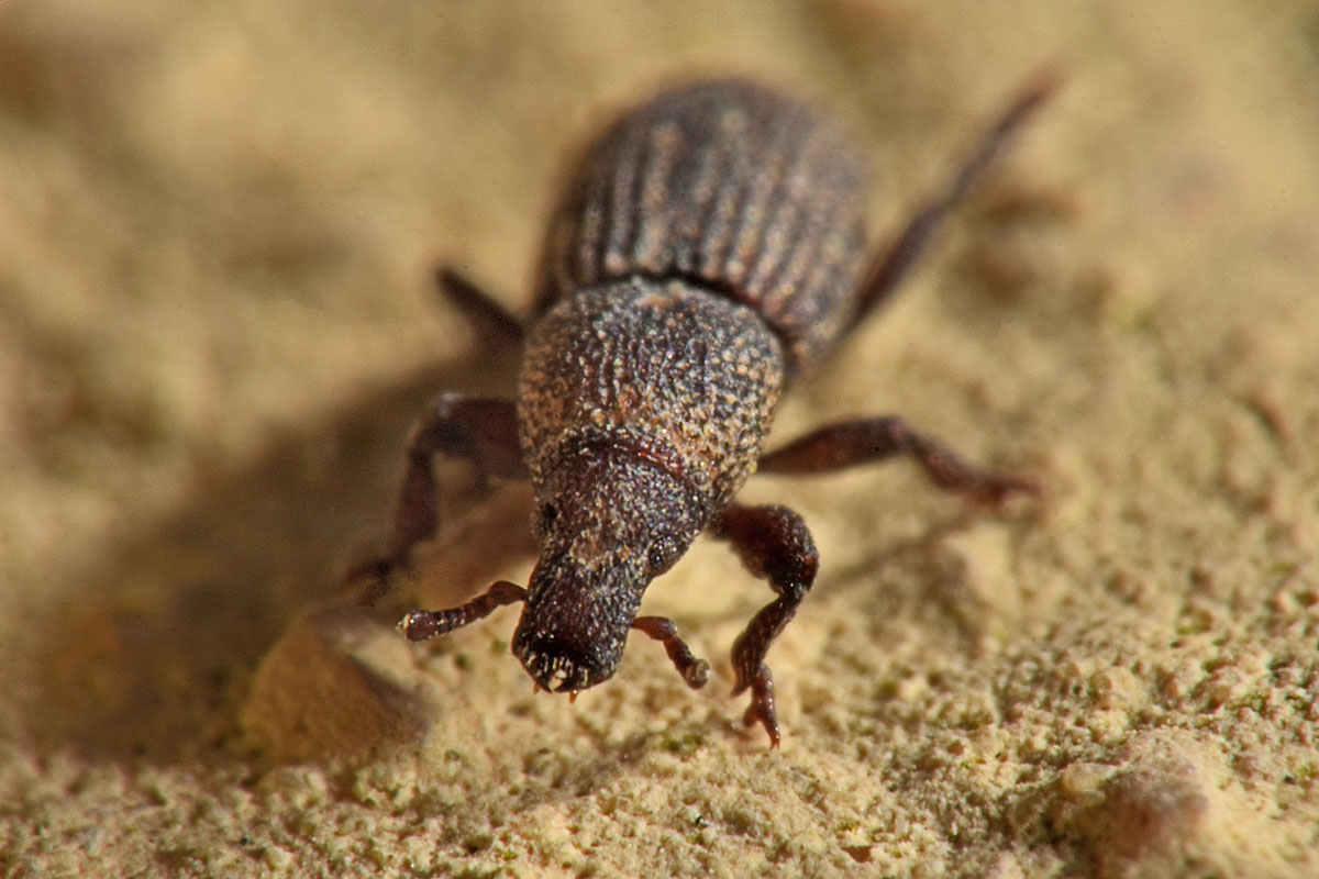 Curculionidae: Choerorhinus squalidus?  S !